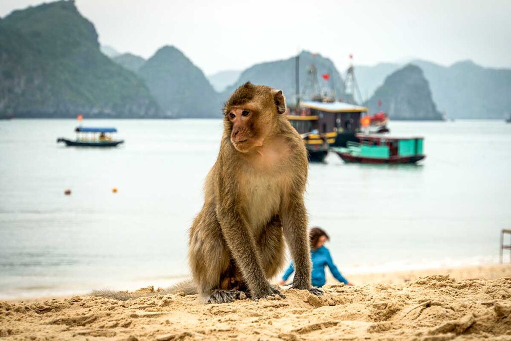 Monkey Island (Affeninsel) in der Lan Ha Bay