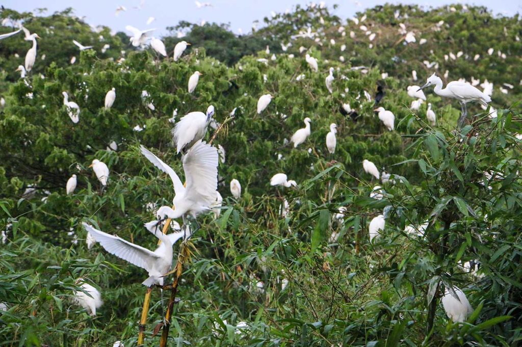 Viele Störche in den Bäumen im Bang Lang Stork Garden im Mekong Delta