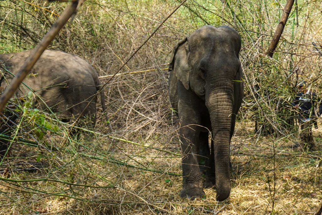 Wilde Elefanten im Yok Don Nationalpark in Vietnam