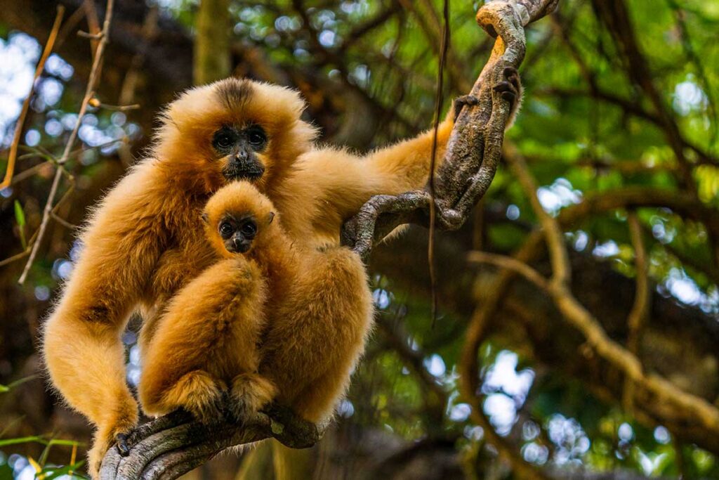 Gibbons in Cat Tien Nationalpark