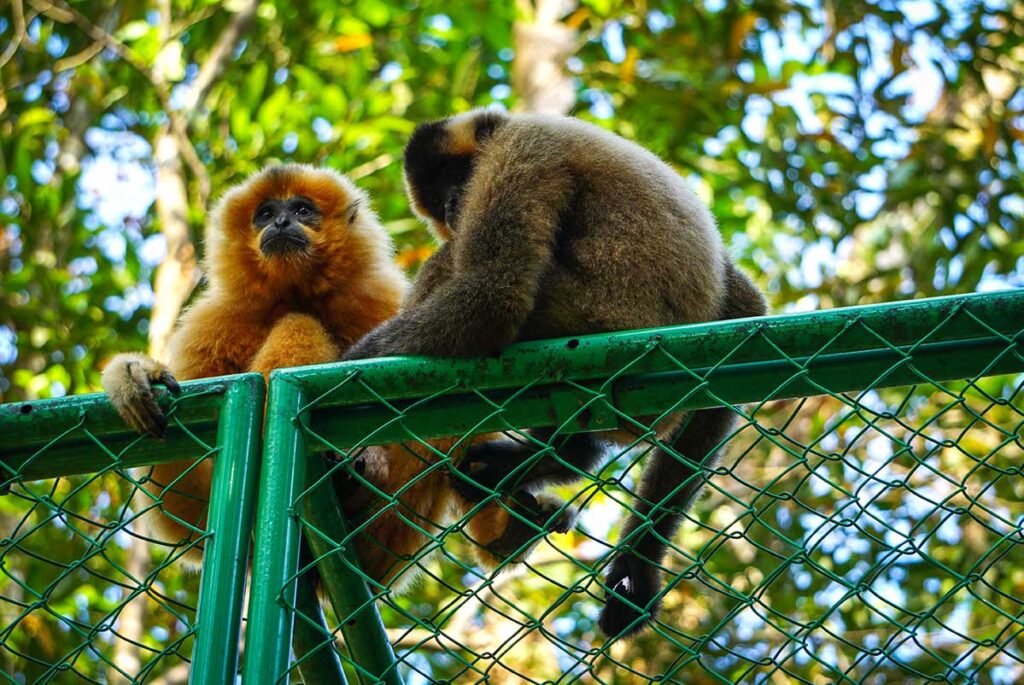 Gibbons sitzen auf einem Käfig im Endangered Primate Rescue Center des Cat Tien Nationalparks