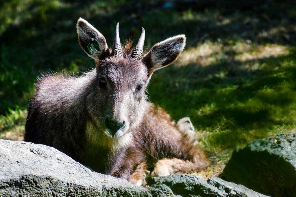 Festlands-Goral