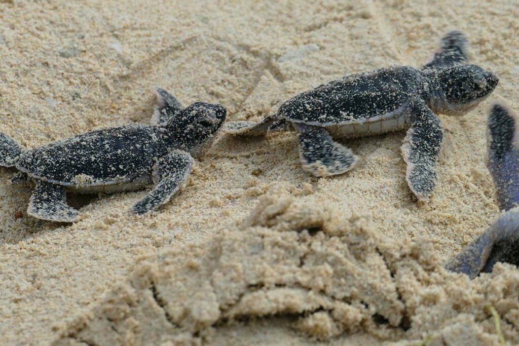 Grüne Schildkrötenbabys an einem Strand in Con Dao