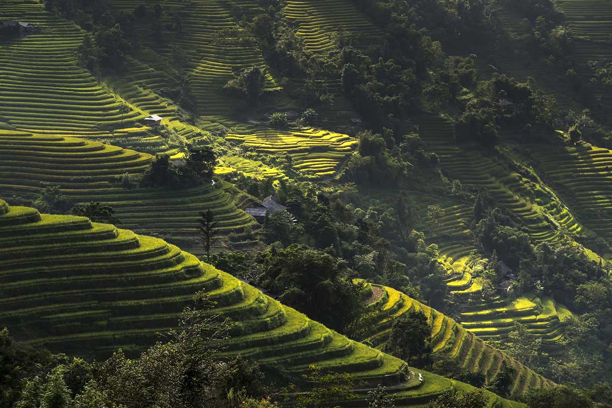 Riesige Reisterrassen während der Erntezeit in Hoang Su Phi, Ha Giang