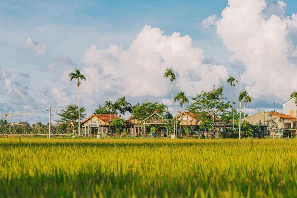 Reisfelder von Hoi An auf dem Land