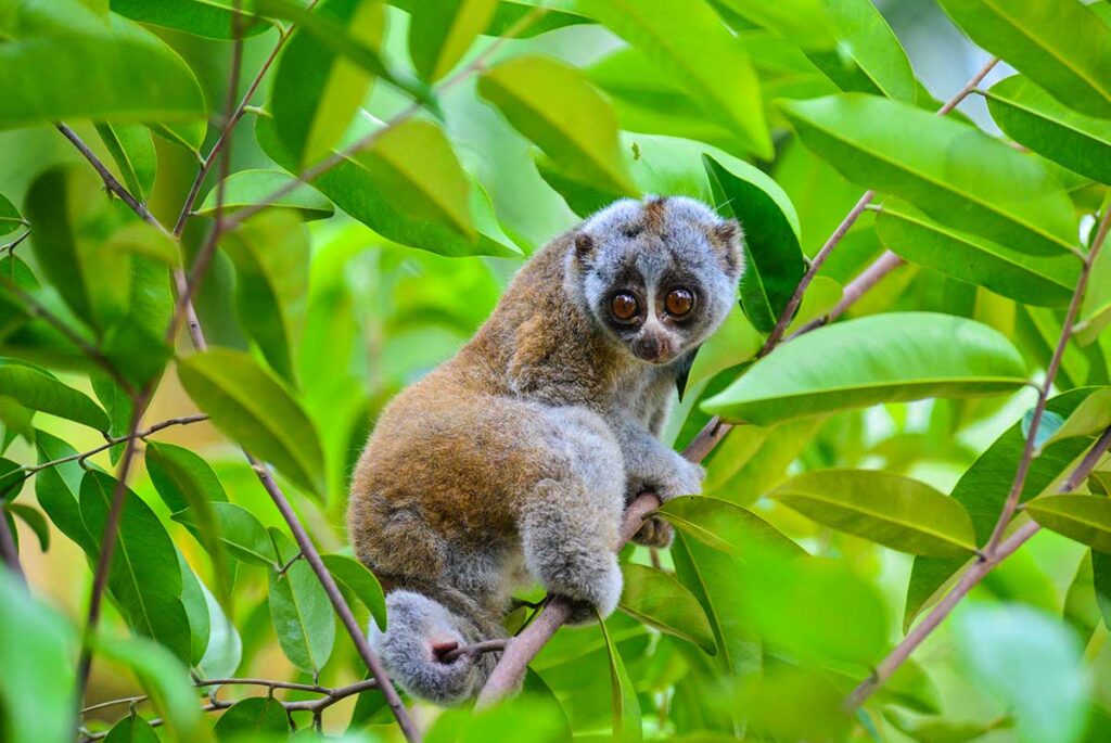 Bengalischer Loris