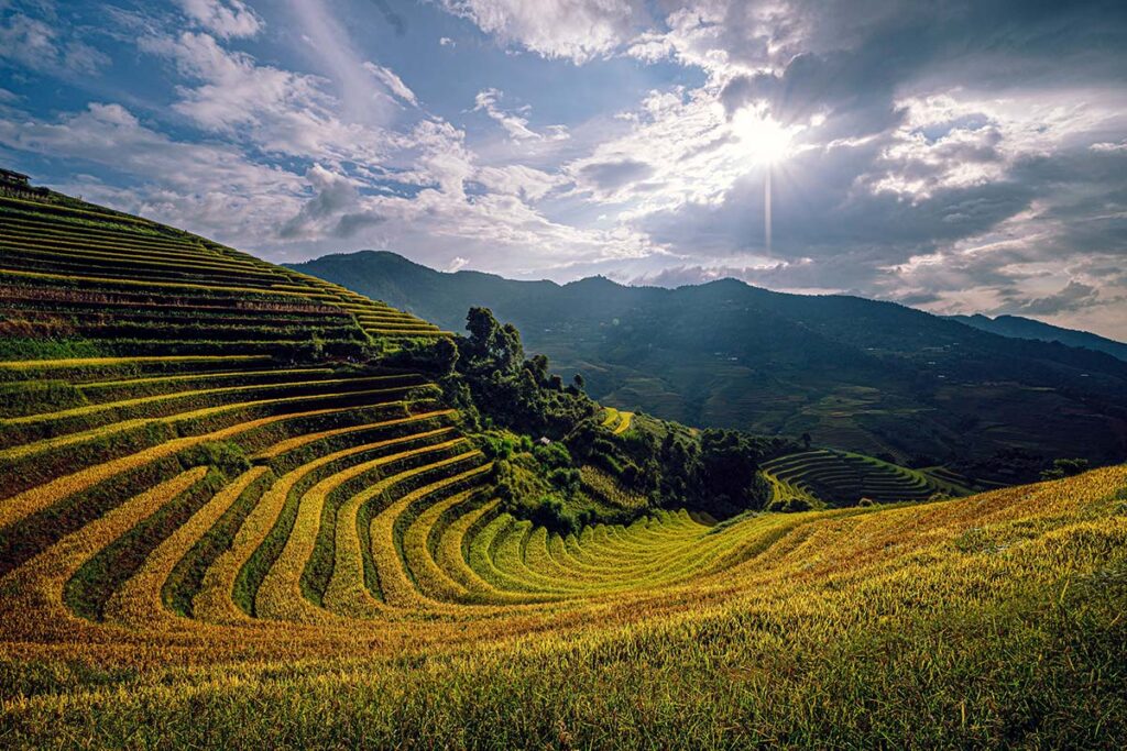 Mu Cang Chai gelb/goldene Reisfelder während der Erntezeit im September während der Regenzeit im Sommer