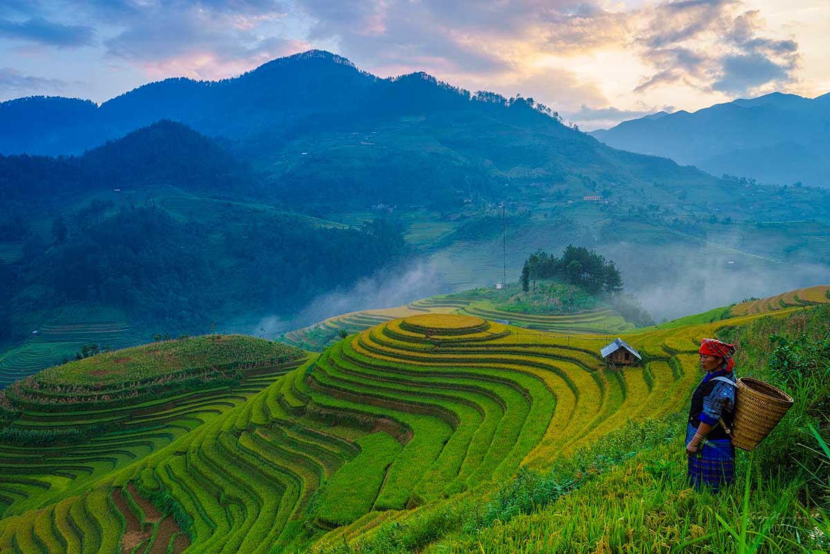 terrassierte Reisfelder von Mu Cang Chai und eine Frau, die einer ethnischen Minderheit angehört