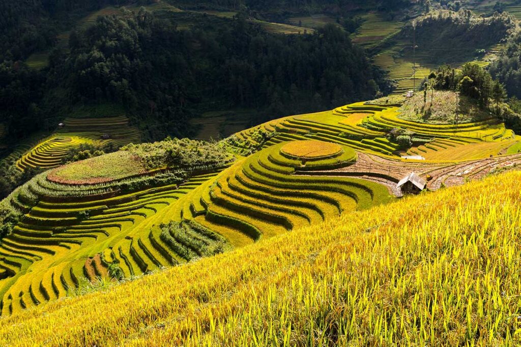 Mu Cang Chai September-Erntesaison in Vietnam mit goldgelben Reisfeldern