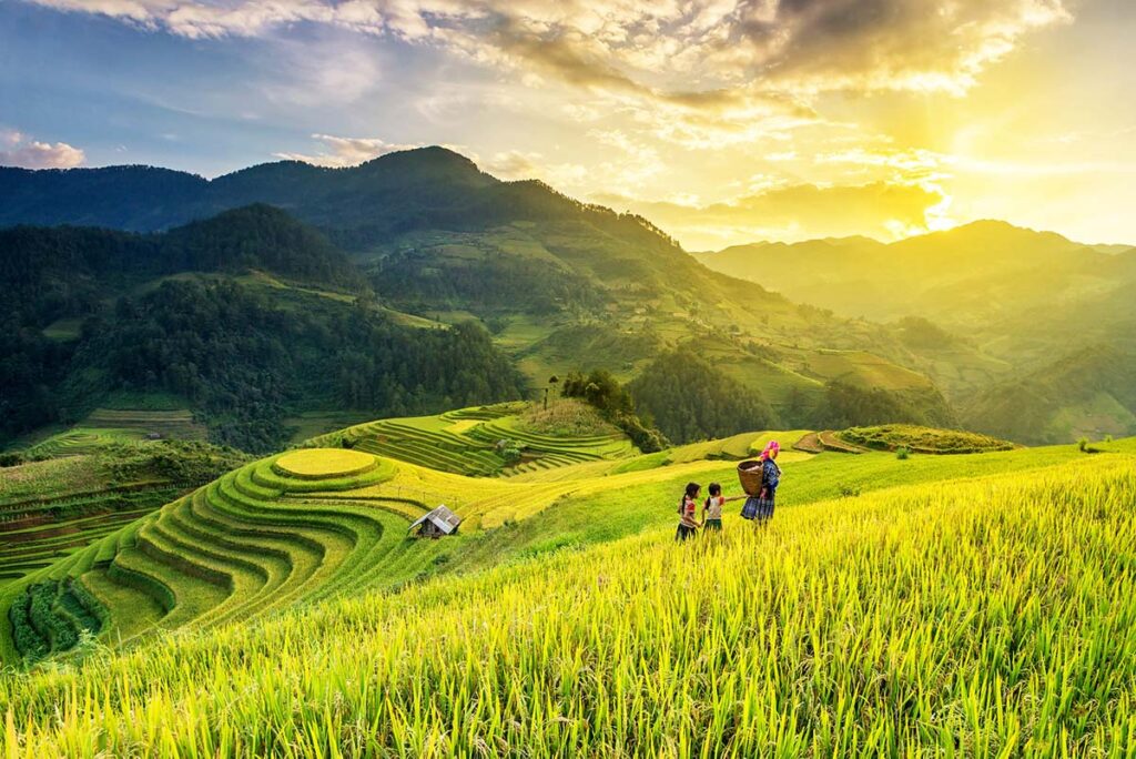 Mu Cang Chai September-Erntesaison in Vietnam mit goldgelben Reisfeldern