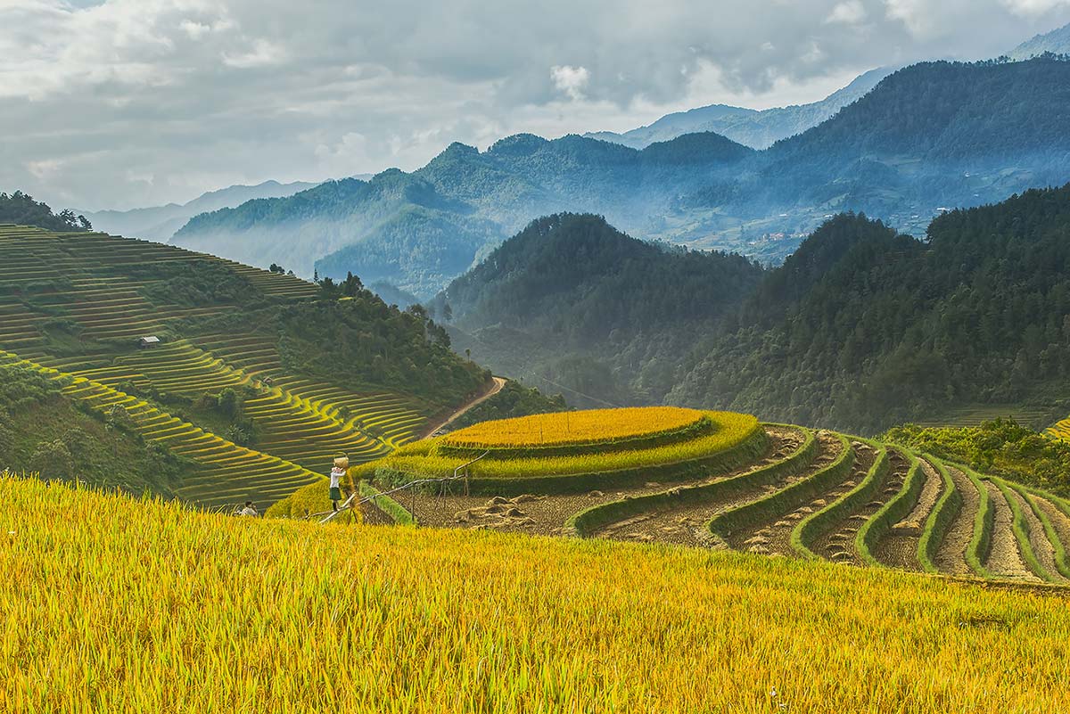 Mu Cang Chai September-Erntesaison in Vietnam mit goldgelben Reisfeldern