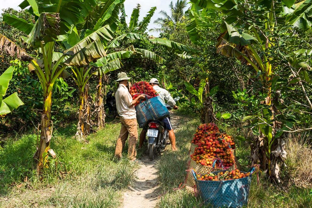 Zwei Menschen pflücken Obst in einer Obstplantage in Vinh Long, einem Teil des Mekong-Deltas 