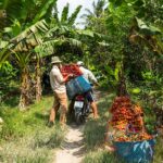 Zwei Menschen pflücken Obst in einer Obstplantage in Vinh Long, einem Teil des Mekong-Deltas