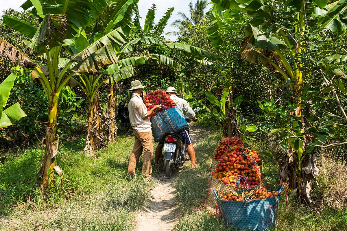 Zwei Menschen pflücken Obst in einer Obstplantage in Vinh Long, einem Teil des Mekong-Deltas