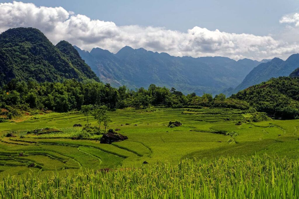 Reisfelder des Naturschutzgebiets Pu Luong