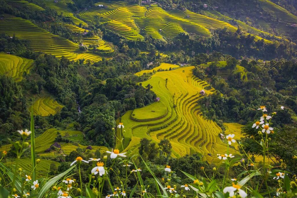 Atemberaubende Reisterrassenfelder während der Regenzeit in Vietnam