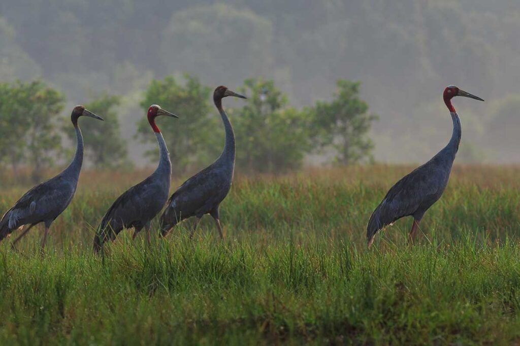 Mandschurenkraniche im Tram Chim Nationalpark (Mekong Delta)