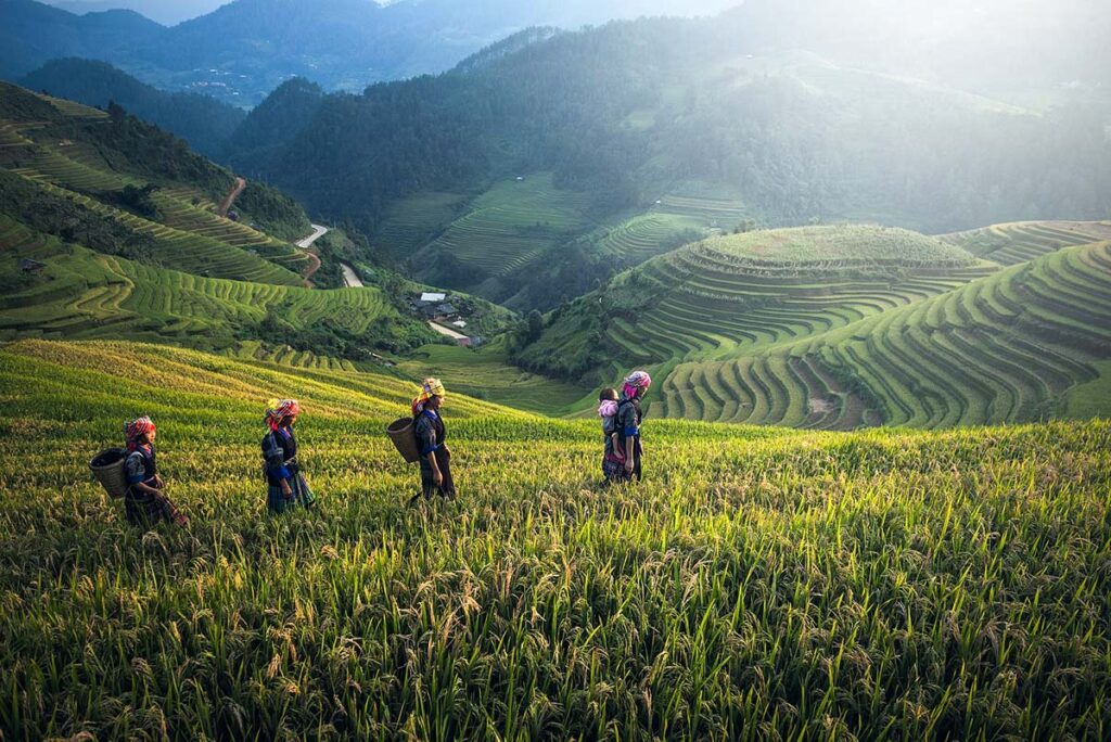 atemberaubende Reisfelder von Sapa im Norden Vietnams