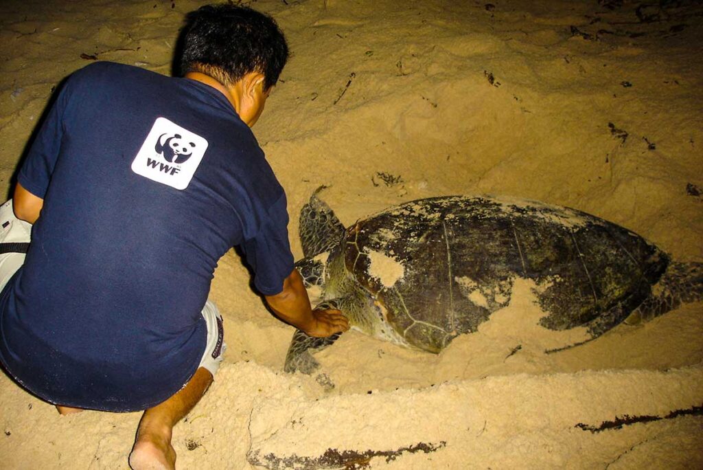 Schildkröte am Strand des Con Dao Nationalparks