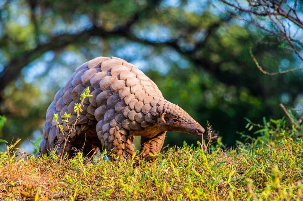 Pangolin "Schuppentier"