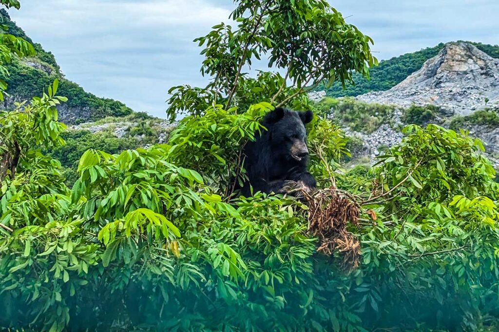 Sonnenbär in einem Baum in Ninh Binh, Vietnam