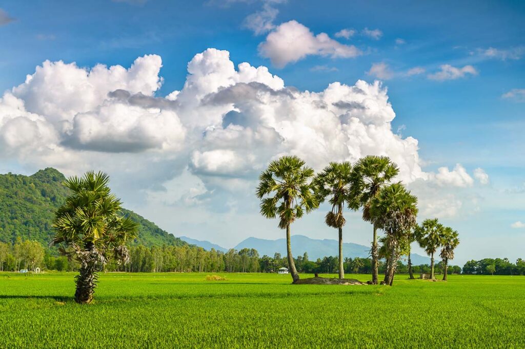 Ta Pa in An Giang hat die schönsten Reisfelder im Süden Vietnams