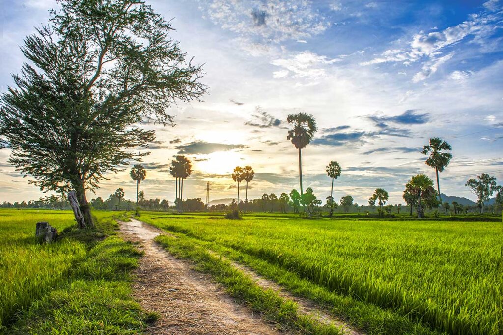 Die Reisfelder von Ta Pa in An Giang