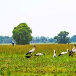 Riesige Wasservögel stehen in den Feuchtgebieten des Tram-Chim-Nationalparks