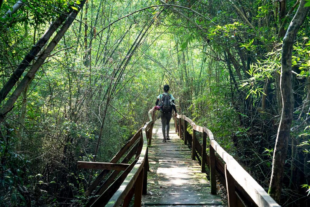 Eine Person macht eine Wanderung auf einem Wanderweg durch den Wald des Cat Tien Nationalparks