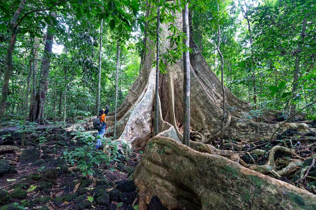 Riesen Tung Baum in Cat Tien Nationalpark