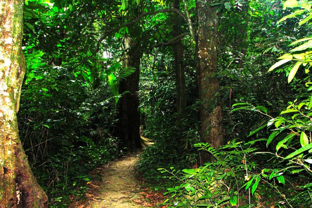 Dschungelpfad im Cuc Phuong Nationalpark