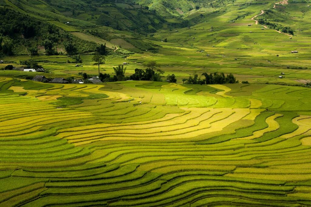 Vietnam-Reisfelder im Sommer