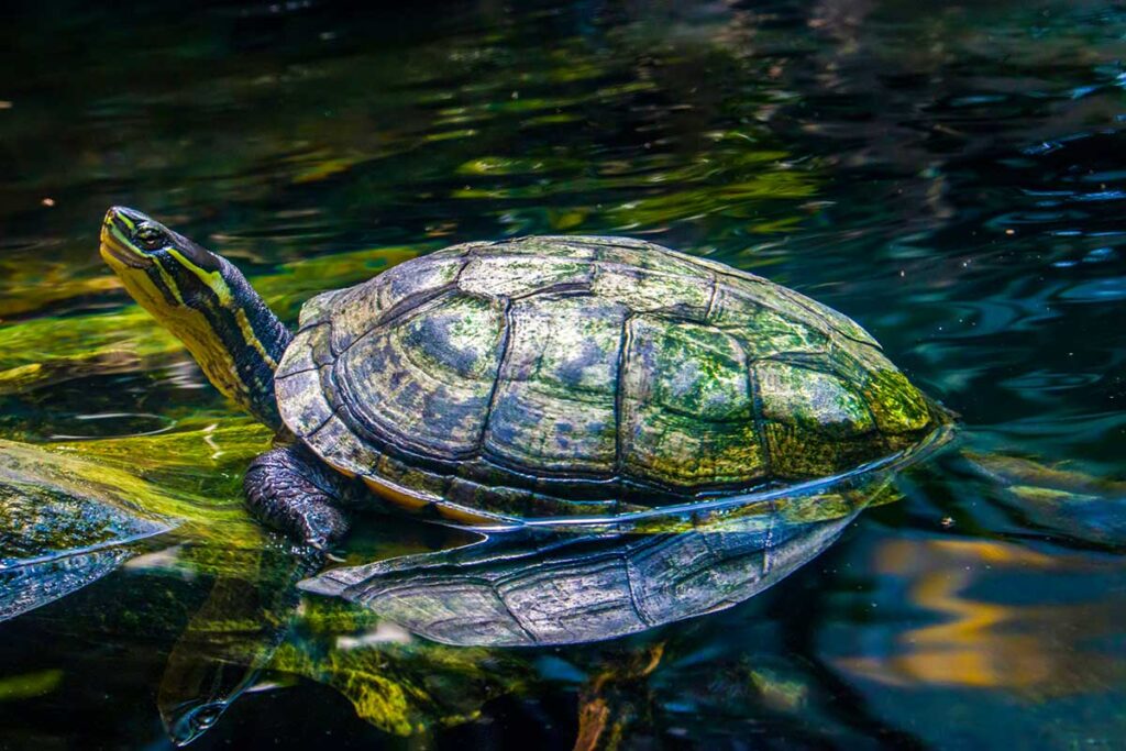 Vietnamesische Teichschildkröte