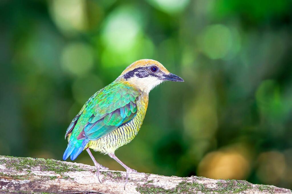 Vogelbeobachtung im Cat Tien Nationalpark