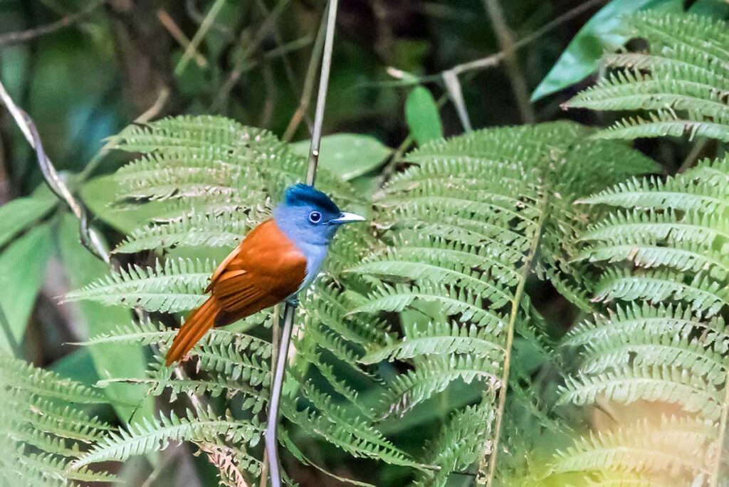 Vogelbeobachtung im Bach Ma Nationalpark