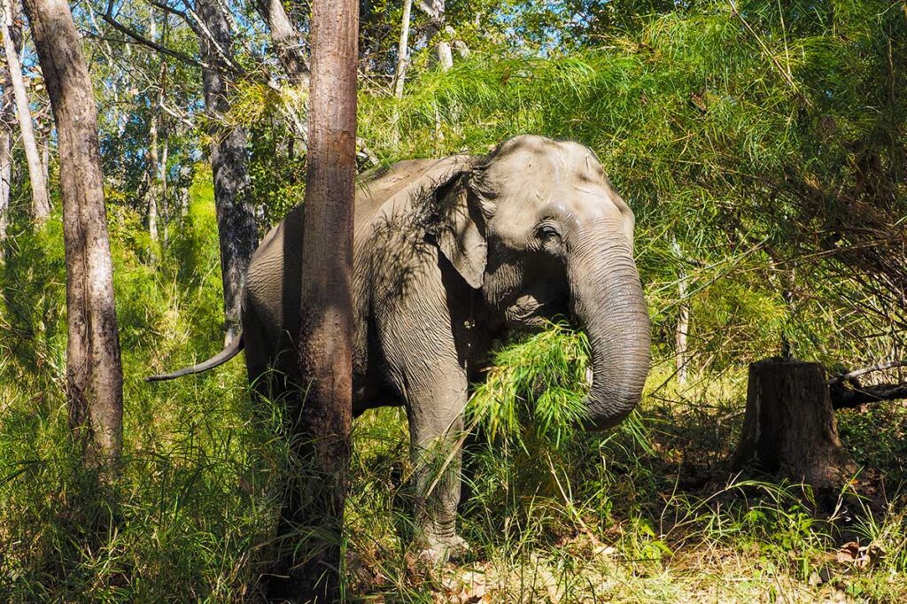 Wilder weiblicher asiatischer Elefant im Yok Don Nationalpark - Vietnam