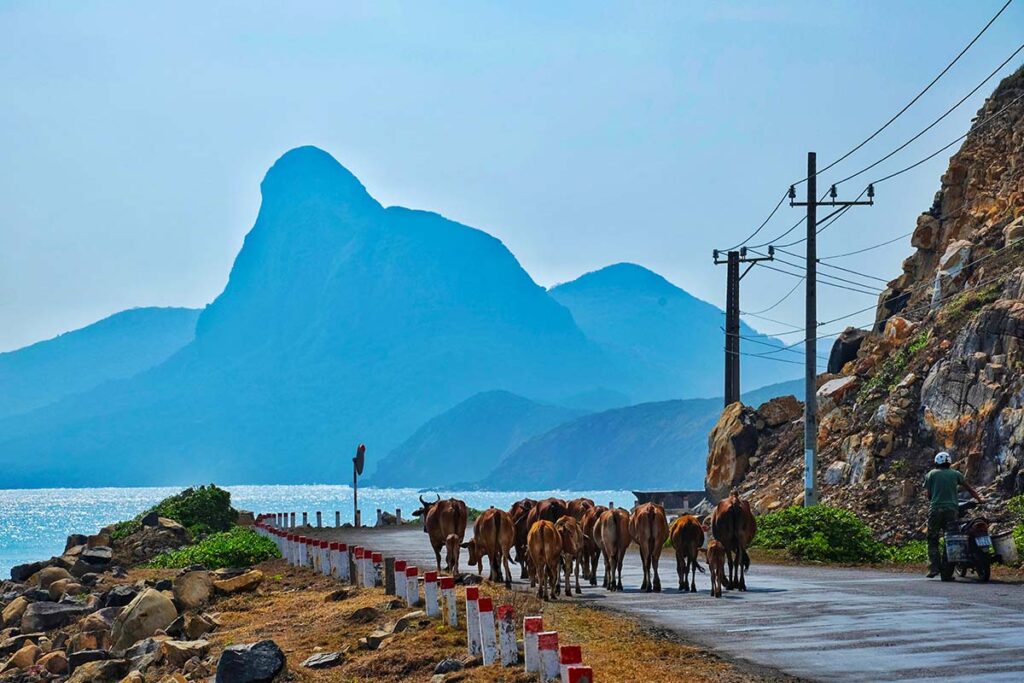 Straße mit Kühen und Berglandschaft in Con Dao, Vietnam