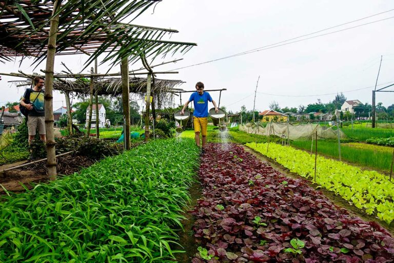 Touristen gießen die Pflanzen im Gemüsedorf Tra Que in Hoi An