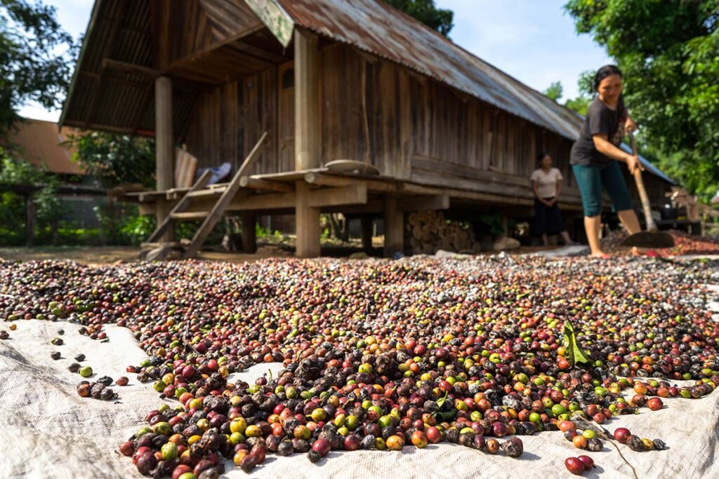 Kaffeeplantage in Dak Lak