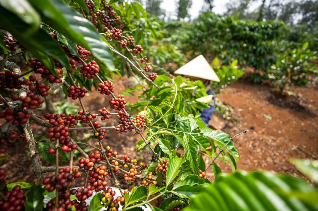 Kaffeeplantage in Dak Lak – Zentrales Hochland Vietnams