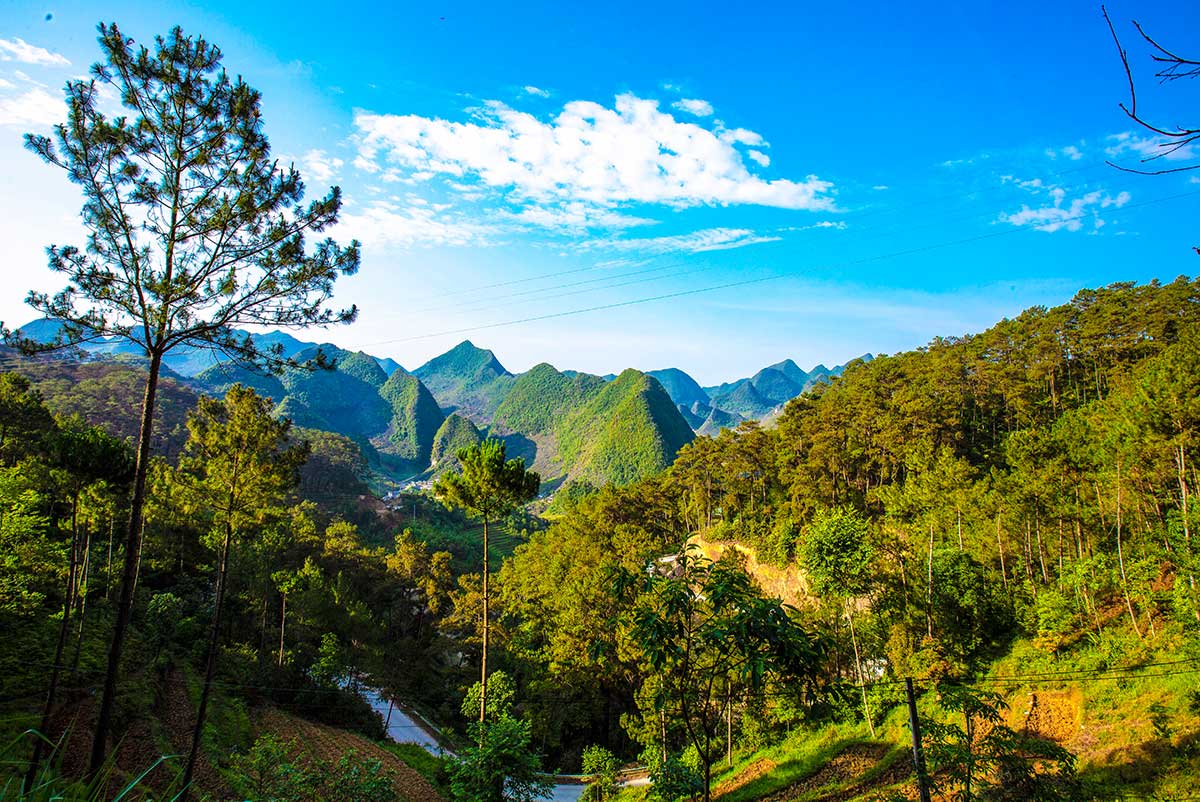 Yen-Minh-Kiefernwald