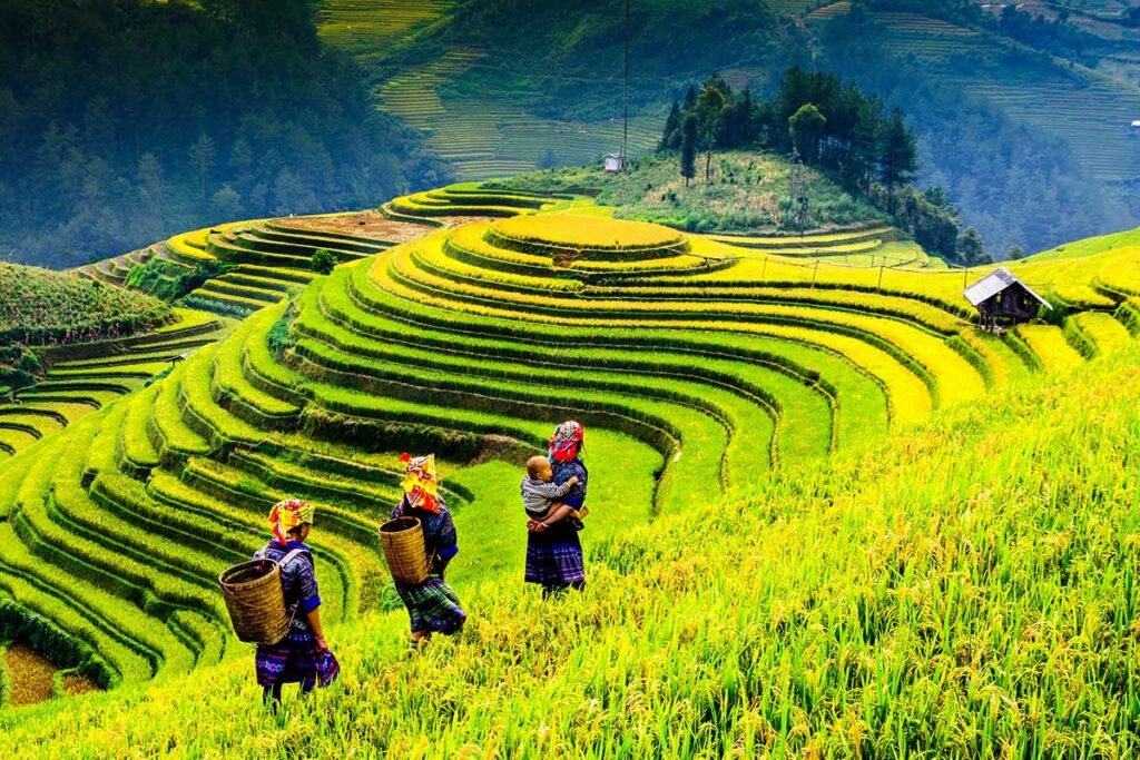 ethnische Menschen, die durch die terrassenförmig angelegten Reisfelder von Mu Cang Chai spazieren