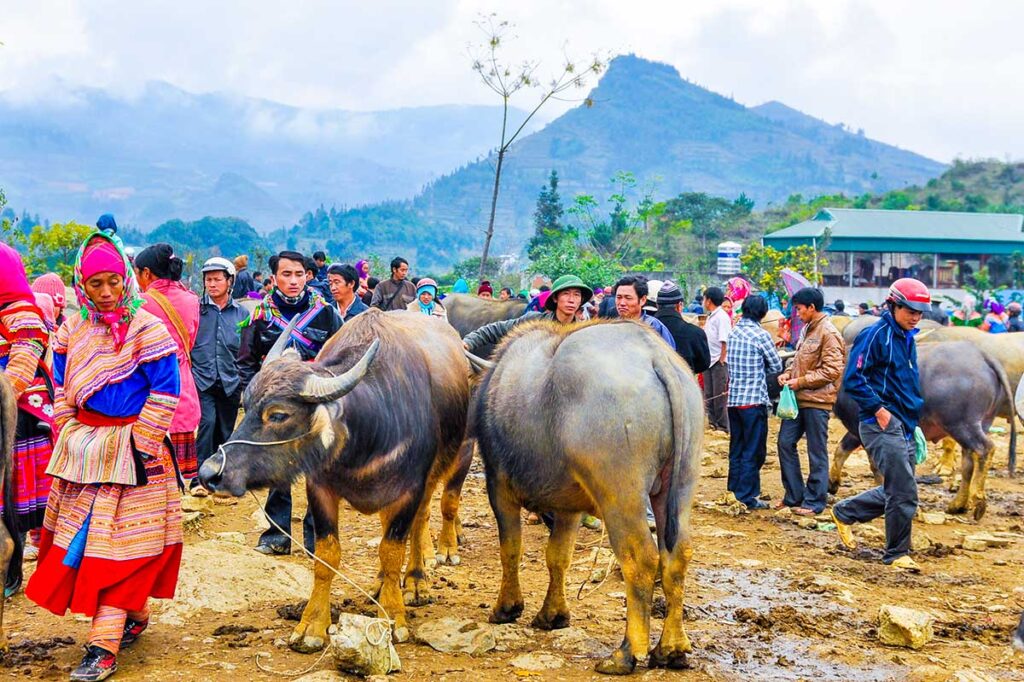 Ethnische Menschen kontrollieren Büffel auf dem Bac Ha-Markt