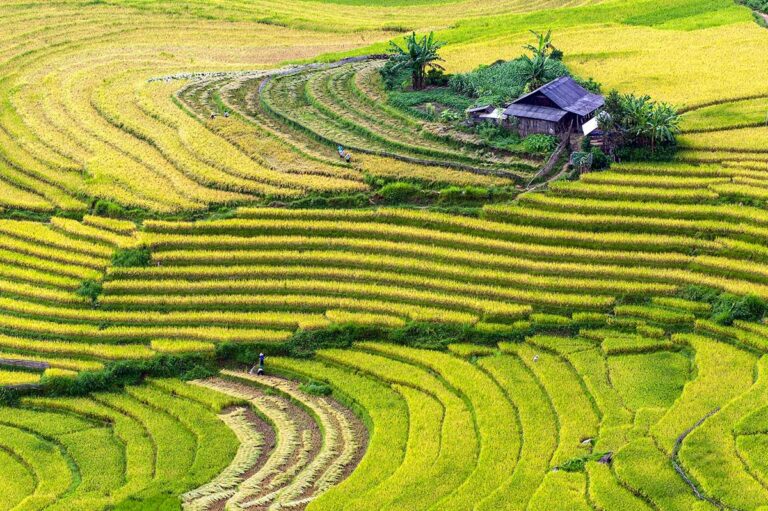 Reisfelder von Sapa im August