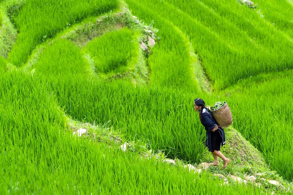 Die Reisfelder in Sapa im Juli