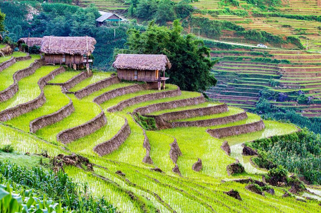 Reisfelder in Sapa im Juni, wenn die ersten Reissprossen auftauchen
