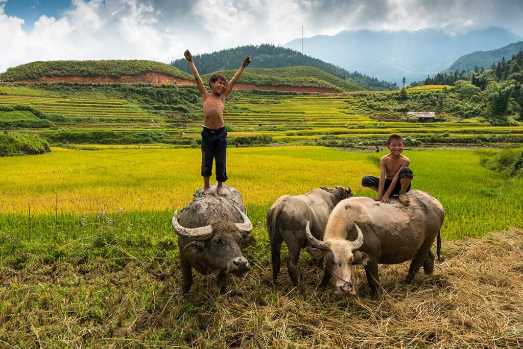 Wasserbüffel mit Kindern in Sapa