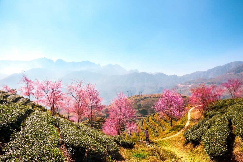 Die Teehügel von Sapa im Frühling mit blühenden Sakura-Bäumen, die sich rosa färben