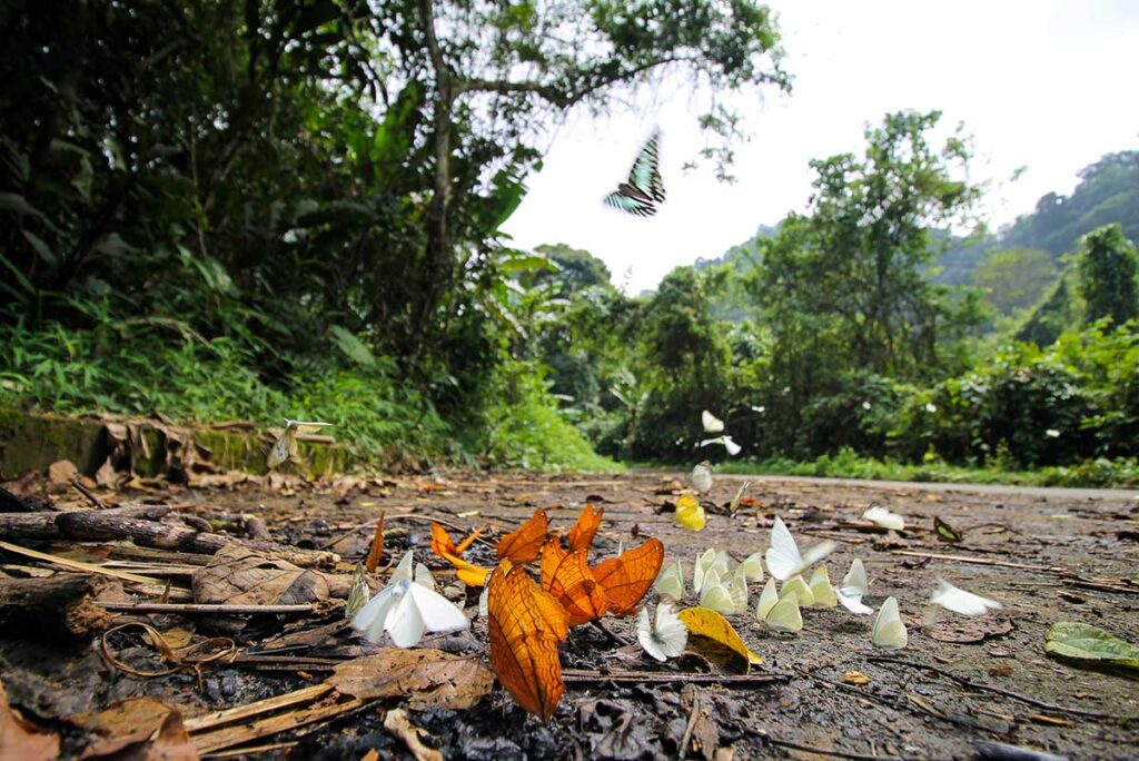 Schmetterlingssaison im Cuc Phuong Nationalpark