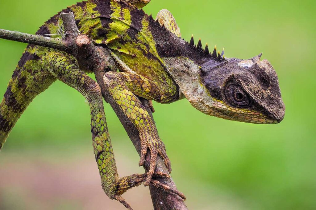 Eine kleine Eidechse auf einem Ast im Cuc Phuong Nationalpark